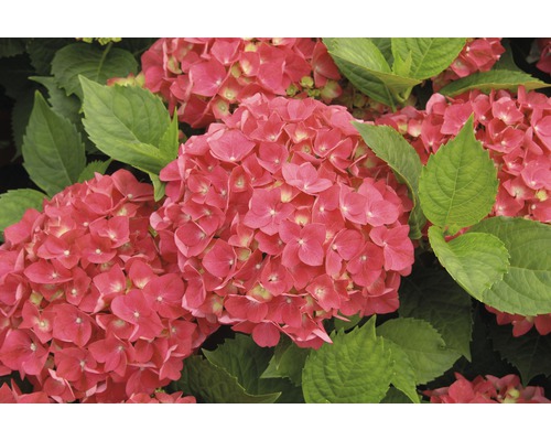 Detail ružových kvetov hortenzie so zelenými listami