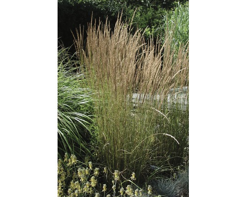 Smlz ostrokvetý FloraSelf Calamagrostis x acutiflora 'Karl Foerster' 10-60 cm kvetináč 3 l