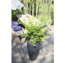 Javor dlanitolistý FloraSelf Acer Palmatum 'Going Green' kvetináč Ø 19 cm
