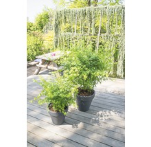 Javor dlanitolistý FloraSelf Acer Palmatum 'Going Green' kvetináč Ø 19 cm