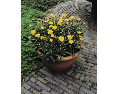 Žlté kvety Coreopsis v kvetináči na dláždenej ceste.