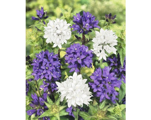 Detail Campanula glomerata s fialovými a bielymi kvetmi