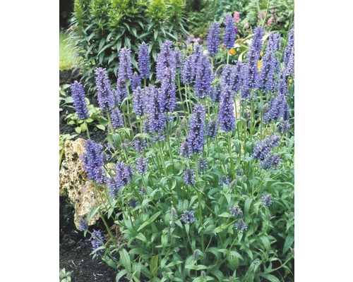 Kvitnúca agastache v záhrade