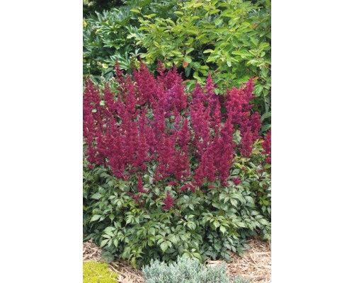 Astilba japonská FloraSelf Astilbe japonica výška 30-40 cm kvetináč 5 l 1 ks, rôzne druhy Astilbe s červenými kvetmi v záhrade.