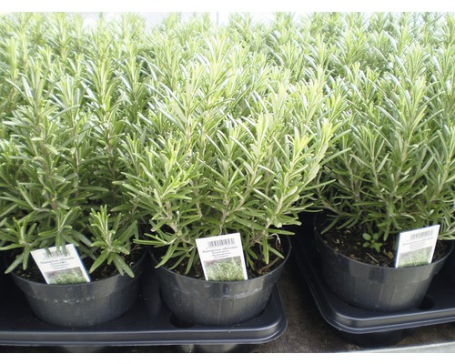 Viaceré rastliny rozmarínu v kvetináčoch