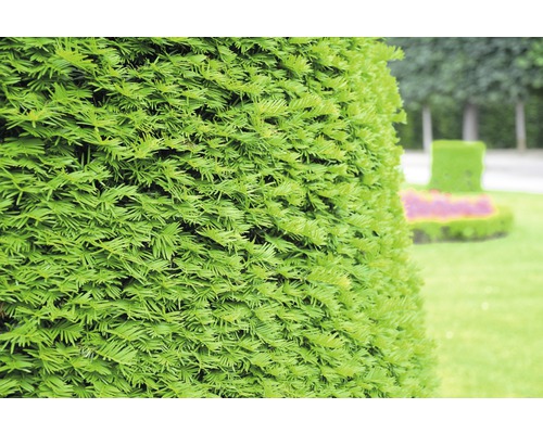 Tis obyčajný FloraSelf Taxus baccata výška 125-150 cm v kvetináči click