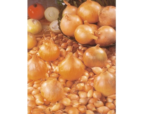 Cibuľa a semená cibule na kope