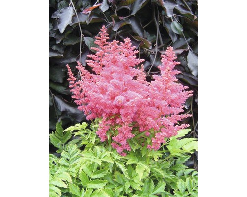 Astilba japonská FloraSelf Astilbe arendsii Gem 20-50 cm kvetináč 3 l