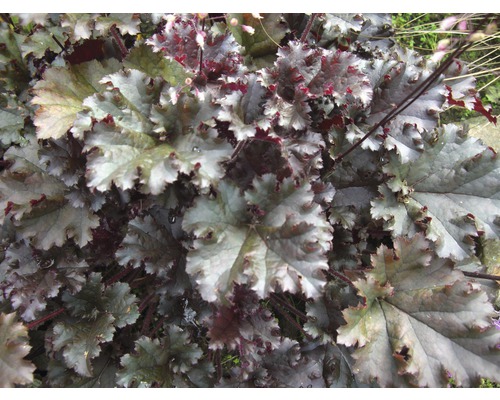 Heuchera sanguinea FloraSelf Heuchera sanguinea 10-30 cm kvetináč 3 l