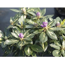 Rododendron s fialovými púčikmi a zelenými listami