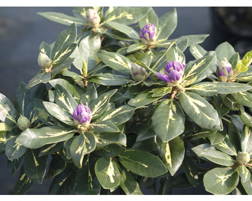 Rododendron s fialovými púčikmi a zelenými listami