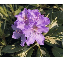 Detail fialového kvetu rododendronu