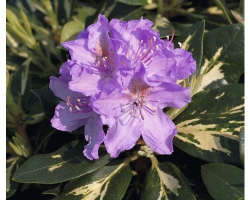 Rododendron FloraSelf Rhododendron hybrid 'Goldflimmer' výška 30-40 cm