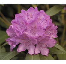 Detail fialového kvetu rododendronu