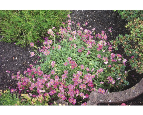 Devaterník s fialovými kvetmi v záhradnom záhone.