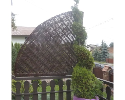 Polkruhový zásten z prútia vedľa tuje v záhrade.