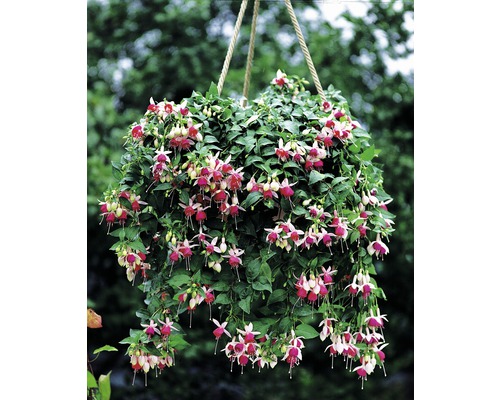 Závesná fuchsia s kvetmi