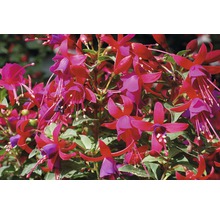 Kvet fuchsia s listami