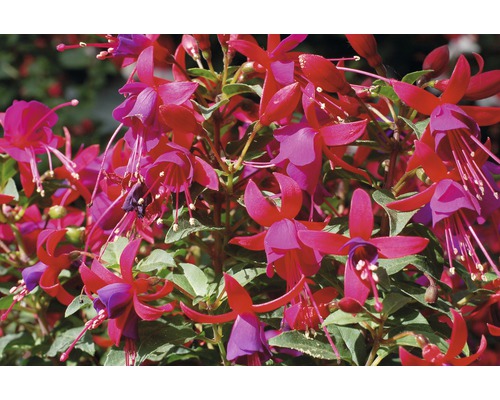 Kvet fuchsia s listami