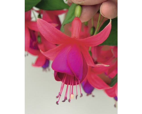 Fuksia vzpriamená FloraSelf Fuksia kultivar kvetináč Ø 10,5 cm 1 ks, rôzne druhy
