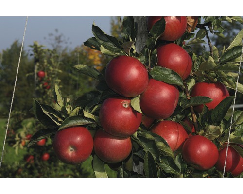 Jabloň zimná terasová FloraSelf Bio Malus domestica 'Jonagold' 60-80 cm kvetináč 5 l Jabloň so zrelými červenými jablkami