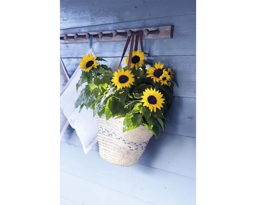 Slnečnice v košíku na stene s vešiakom