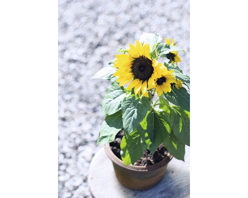 Slnečnica v kvetináči