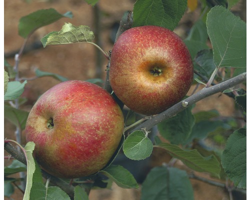 Jabloň zimná BIO FloraSelf Bio Malus domestica 'Roter Boskoop' 120-150 cm kvetináč 7,5 l