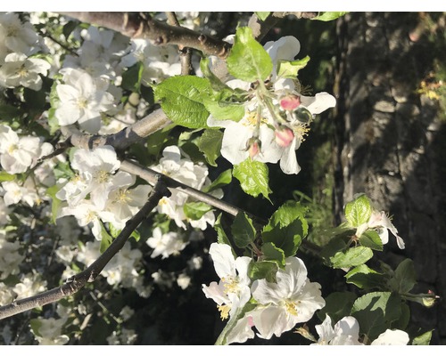 Kvety jablone na vetve