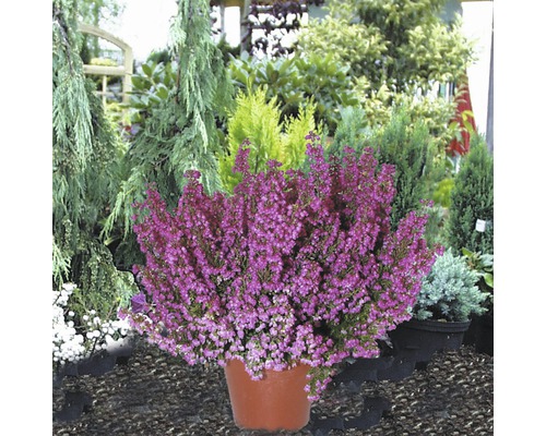 Vres obyčajný v kvetináči pred rôznymi rastlinami