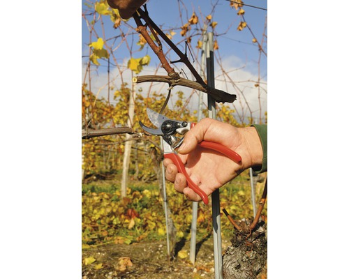 Osoba strihá vinič záhradnými nožnicami.
