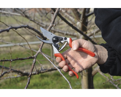 Záhradníctvo: Osoba strihá konár záhradníckymi nožnicami