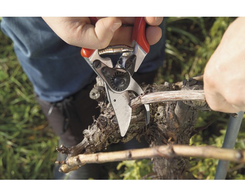 Osoba strihá vetvu viniča záhradníckymi nožnicami.