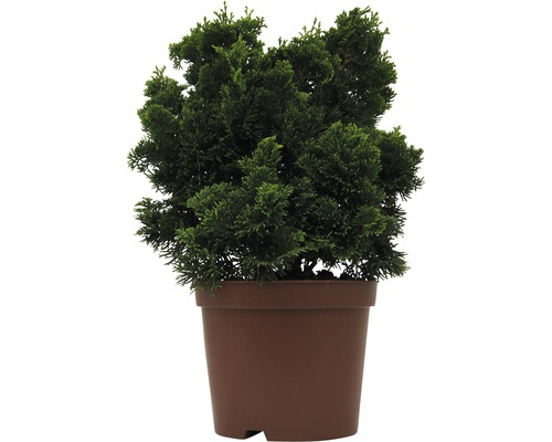 Cypruštek tupolistý FloraSelf Chamaecyparis obtusa „Nana Gracilis“ 20-25 cm kvetináč 2 l