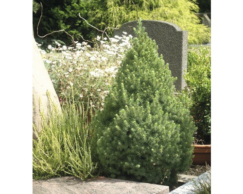 Ihličnan Picea glauca ''Conica'' na záhradnom záhone