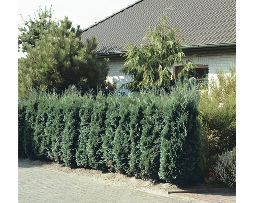 Živý plot pred domom