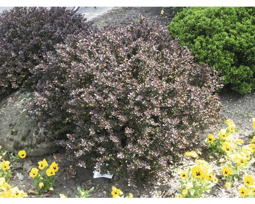 Dráč Thunbergov červený FloraSelf Berberis thunbergii 'Atropurpurea Nana' výška 20-25 cm kvetináč 1,5 l