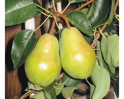 Hruška letná FloraSelf Pyrus communis 'Williamsova' výška kmeňa cca 60 cm, celková výška 120-150 cm kvetináč 7,5 l