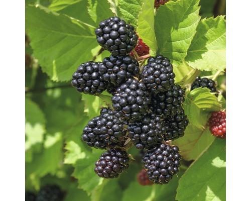 Ostružina černicová FloraSelf Rubus fruticosus 'Black Satin' 60-80 cm kvetináč 2 l Ostružiny na kríku so zelenými listami