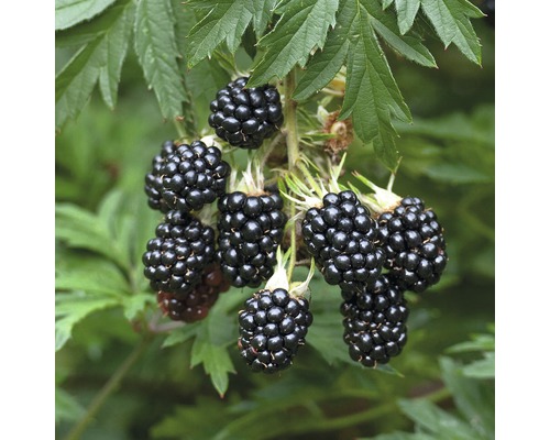 Černica BIO beztŕňová FloraSelf Bio Rubus fruticosus 'Thornless Evergreen' kvetináč 2 l