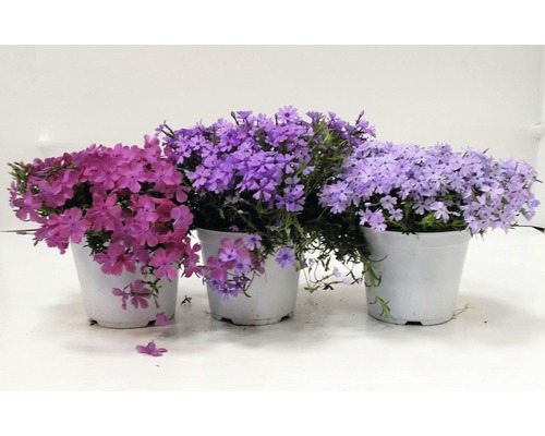 Tri kvetináče s taričkami