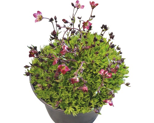 Kvitnúci lomikameň v kvetináči