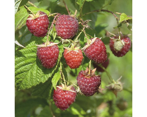 Ostružina malinová jesenná FloraSelf Rubus idaeus'Zefa3 Herbsternte' 40-60 cm kvetináč 2 l