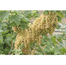 Biele ríbezle na kríku so zelenými listami