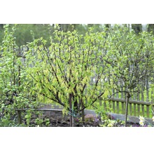 Ribezľový ker s listami a kvetmi v záhrade.