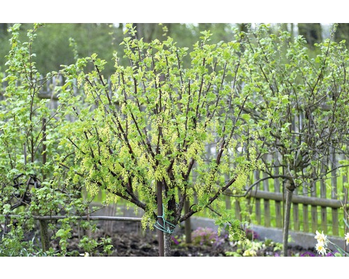 Ribezľový ker s listami a kvetmi v záhrade.