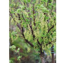 Kvitnúce ríbezle v záhrade.