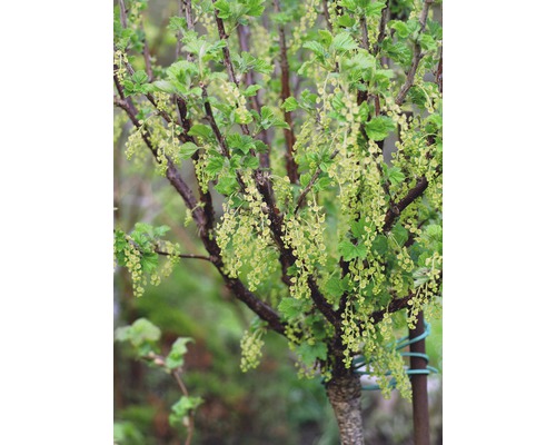 Kvitnúce ríbezle v záhrade.