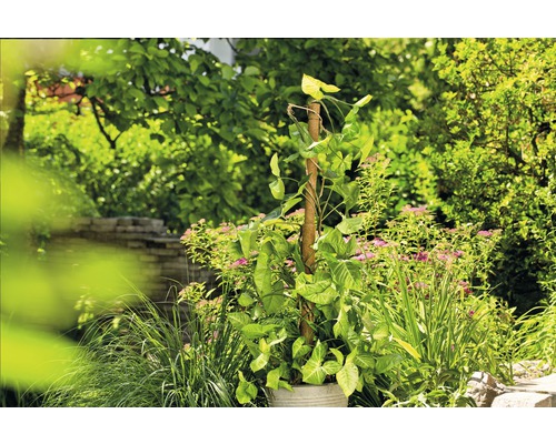 Rastlina Syngonium v kvetináči s lezeckou pomocou v záhrade
