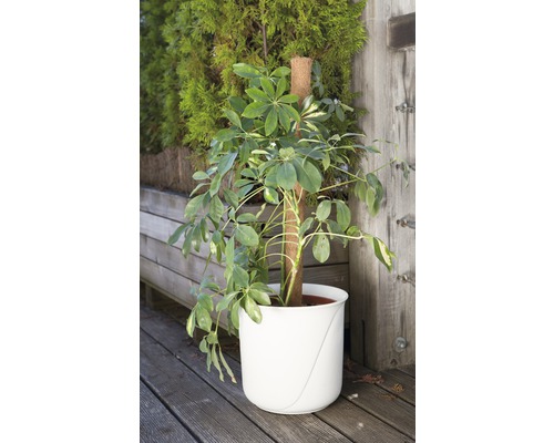Izbová rastlina Schefflera v kvetináči s oporou